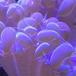 Coralindonesia - @coralaindonesia - Instagram