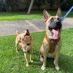 Cora y Link 🐶 - @cora_link_ - Instagram