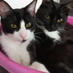 Coraline y Otto - @coralotto.cats - Instagram