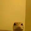 Coral - @corallowery0 - TikTok