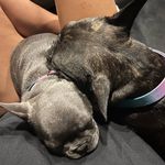 The Maxfield Frenchies - @mavis_and_coraline - Instagram