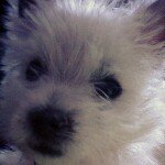 cora follow and i will follow - @cora_patterson - Instagram