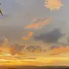 cora - @corapearson - TikTok