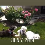 Cora Peterson - @violet_wllow_and_waffles - Instagram