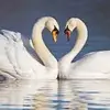corapierce6 - @corapierce6 - TikTok