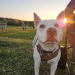 cora_pittie - @cora_pittie - Instagram