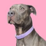 Cora The Bluenose Pittie - @corathepittie - Instagram