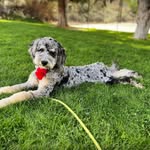 Cora - @coraposey_wonderdoodle - Instagram