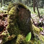 Nature Photography - @corapresleyperry - Instagram