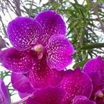 Cora Priestley - @corapriestley - Instagram