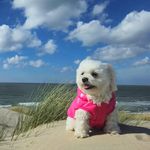 🐾Cora💗 - @cora_the_maltese_princess - Instagram