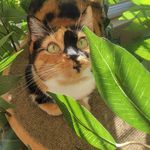 Cora - @princess_cora_of_the_nuggets - Instagram