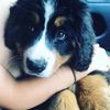Cora the Bernese - @cora.princesse - TikTok