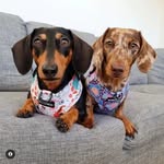 🎀 Cora & Quinn 🎀 - @cora_and_quinn - Instagram