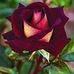 Cora Richard - Facebook