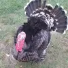 coraroupe507 - @coraroupe507 - TikTok