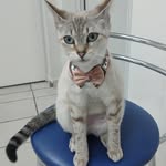 @coraroyalpet - Instagram