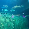 Cora Royster - @cora.royster6 - TikTok