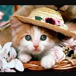 elisha cora  ryan - @elisha_loves_cats - Instagram