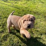Cora🧡🐻 - @cora.sharpei - Instagram