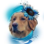 Bailey Cora Star - @chs_from_sunfower_seed - Instagram