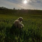 ℂ𝕠𝕣𝕒 𝕊𝕥𝕒𝕣 𝕠𝕗 ℝ𝕠𝕥𝕤𝕥𝕖𝕚𝕟 - @corinka_the_golden - Instagram