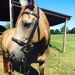 Cora Williamson - @horse_nature_photogarphy - Instagram