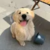 GouBfilms - @coral.gibson - TikTok