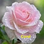 Coral Pérez - Facebook