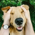 Corazón cachorro - @corazoncachorro - Instagram