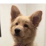 Corbin Cook - @barkly_the_doggo - Instagram