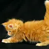 corbinaya - @corbinaya - TikTok