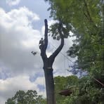 Corbin Kime Tree - Facebook