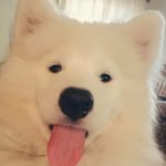 Corbin Klein - @koda_the_samoyed1 - Instagram