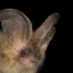 Corbin mathis - @i_am_a_bat44 - Instagram
