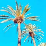 Corbin Morgan - @porcarck - Instagram