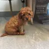 Corbin.Morris - @corbin.morris - TikTok