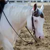 Rose Corbin - @rose.corbin1 - TikTok
