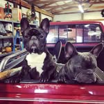 Shiner and Corbin - @shiner_and_corbin_thefrenchies - Instagram