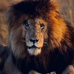 Cordell Davis - @cdell803 - Instagram