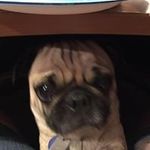 Coreen Flanery-Williams - @flanerywilliams - Instagram