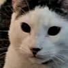 Corey Ackerman - @catt._iktok6 - TikTok