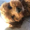 corey.ali20 - @corey.ali20 - TikTok