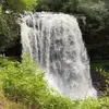 coreycarmichael - @you_grow_we_grow - TikTok