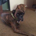 Cory Caudill - @bungles710 - Instagram