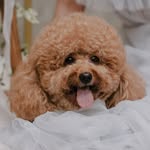Toy poodle tergendut - @coreylovechicken - Instagram