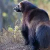 Corey_Cooley008 - @corey_cooley008 - TikTok