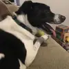 Corey Costa - @awandererandherdog - TikTok