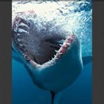 Cory Cottingham - @corycottinghm - Instagram