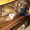 Harvey_the_dog - @corey_cullen2008 - TikTok